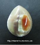 Abalone Shell Cabochon