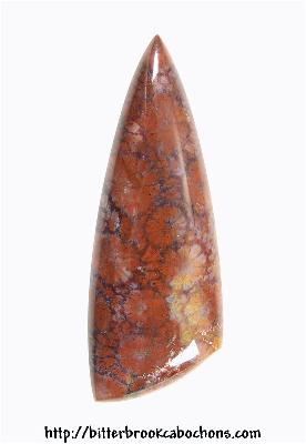 Agatized Coral