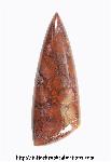 Agatized Coral Agatized Coral
