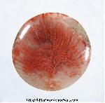 Agatized Coral Cabochon