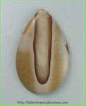 Biggs Canyon Picture Jasper Biggs Canyon Picture Jasper