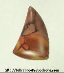 Butterfly Wing Jasper Cabochon