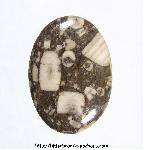 Crinoid Fossil Cabochon