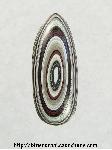 Fordite Cabochon