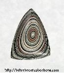 Fordite Cabochon