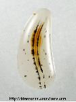 Montana Agate Cabochon