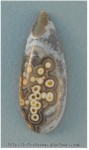 Ocean Jasper Ocean Jasper