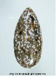 Ocean Jasper Cabochon Ocean Jasper Cabochon