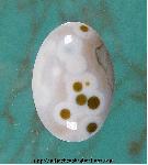 Ocean Jasper Cabochon