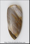 Petrified Wood Petrified Wood