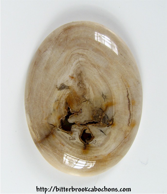 Petrified Wood