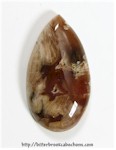 Petrified Wood Petrified Wood