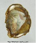 Petrified Wood Cabochon