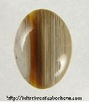 Petrified Wood Cabochon