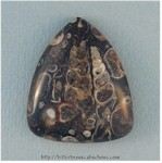 Turritella Jasper