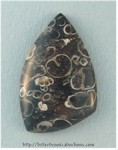 Turritella Jasper