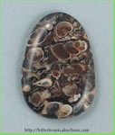 Turritella Jasper