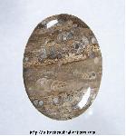 Turritella Jasper Cabochon