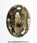 Turritella Jasper