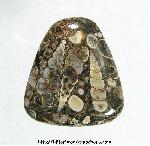 Turritella Jasper Cabochon