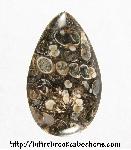 Turritella Jasper Cabochon